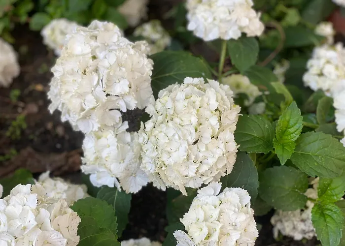 Historisch Pand Gronau (Westfalen)